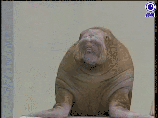 Thinking Walrus GIF - Find & Share on GIPHY