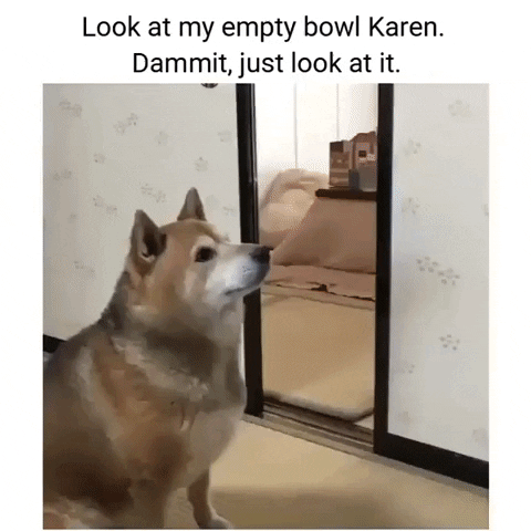 Dog Reaction GIF by JustViral.Net