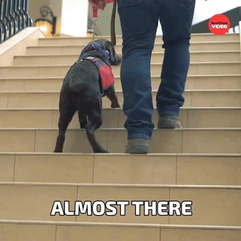 You Can Do It Dog GIF by BuzzFeed