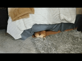 Dog GIF