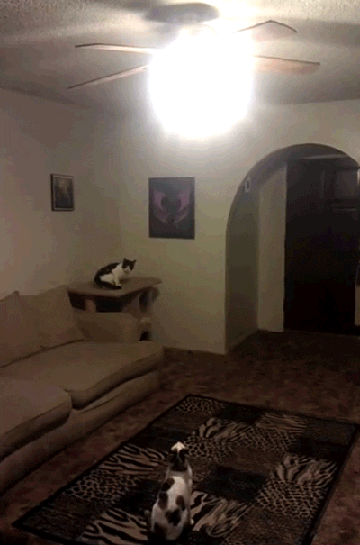 Cat Turns GIF - Find & Share on GIPHY
