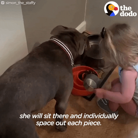 Pit Bull Rescue GIF by The Dodo