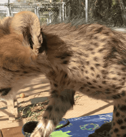 big cat love GIF by San Diego Zoo