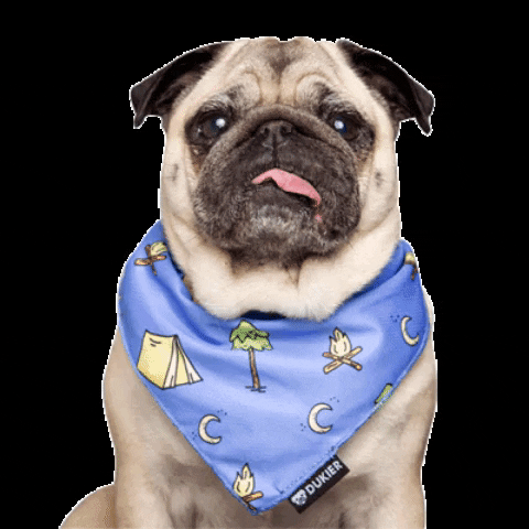 Dog Tongue GIF by Dukier