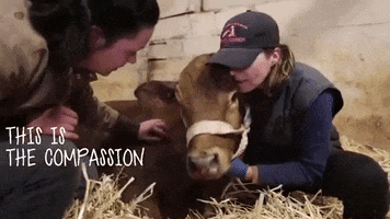 mercyforanimals vegan cow rescue vegetarian GIF