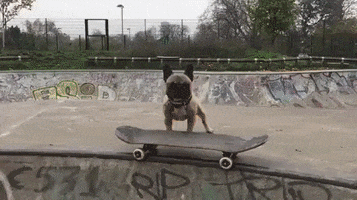 Skater Dog GIF