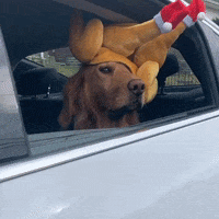 Golden Retriever Dog GIF