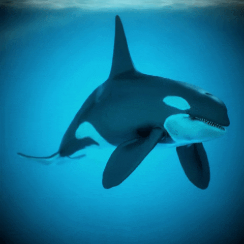 Orcinus Orca Swimming GIF