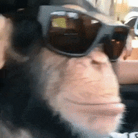 Funny-monkey-videos GIFs - Get the best GIF on GIPHY