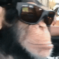 Funny-monkey-videos GIFs - Get the best GIF on GIPHY Funny-monkey-videos GIFs - Get the best GIF on GIPHY