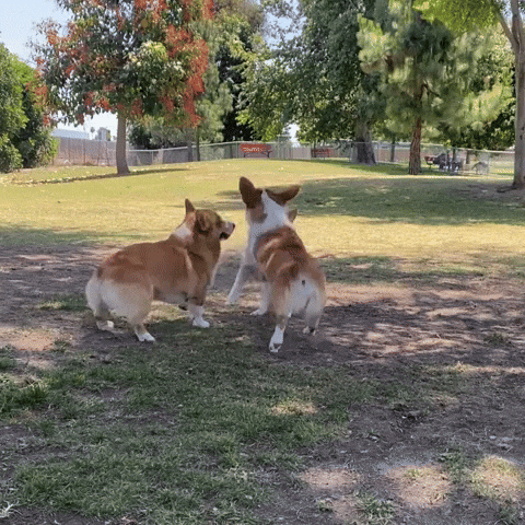 Corgi Cute Dogs GIF