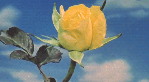 flower GIF