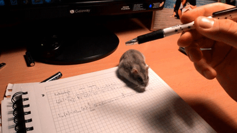 giphy.gif