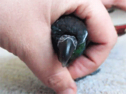 bird hand GIF
