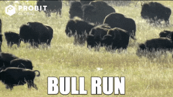 Bull Run Moon GIF by ProBit Global