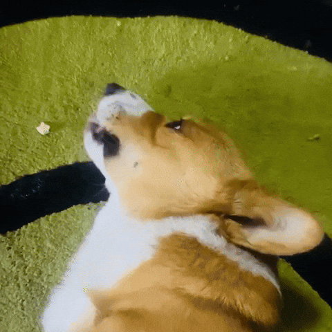 Corgi Munching GIF