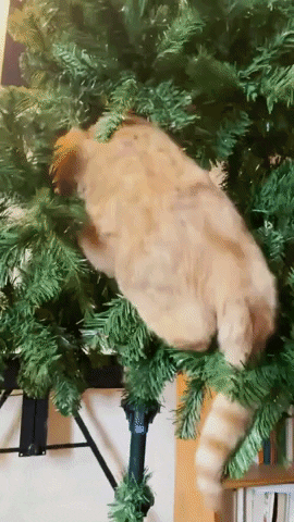 Merry Christmas Cat GIF by Storyful
