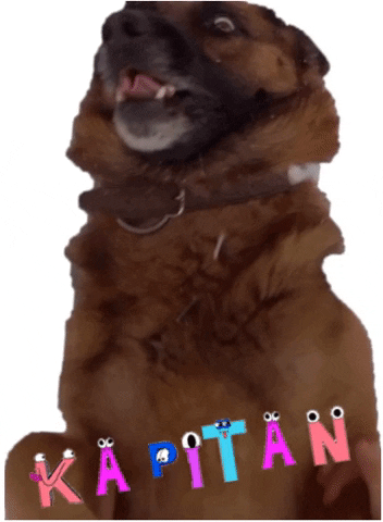 Dog GIF