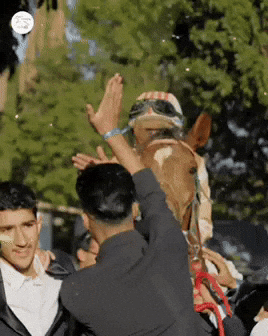 GIF by World Horse Racing