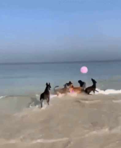 Beach GIF