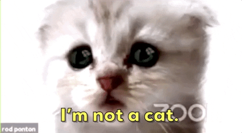 Zoom-cat GIFs - Get the best GIF on GIPHY