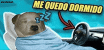 Dog Me Quedo Dormido GIF