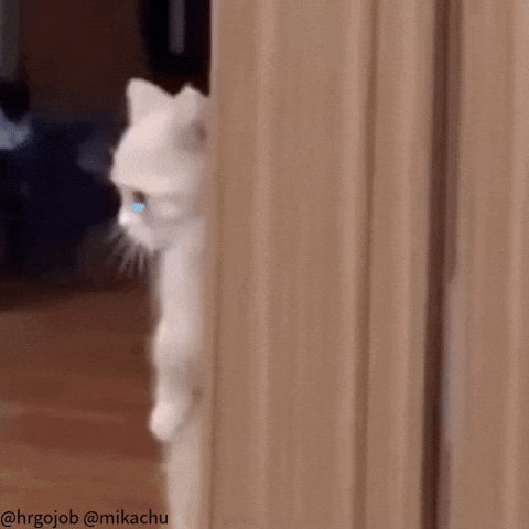 High Five Sad Cat GIF