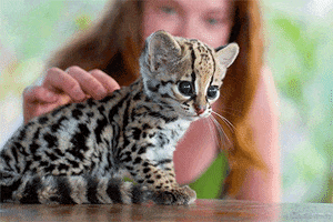 cat deal with it GIF