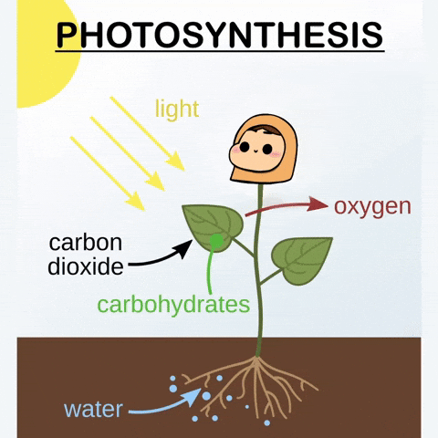 Water Sun GIF