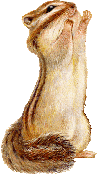 Squirrel 動物 Sticker