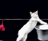 Cat GIF