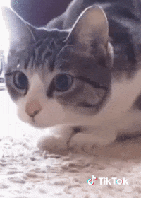 Trop Drole Gifs Get The Best Gif On Giphy Trop Drole Gifs Get The Best Gif On Giphy