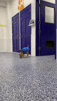 Puppy Aww GIF by Muddy Paws Rescue NYC
