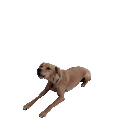 Dog Juanra Sticker by Ellecktra