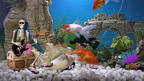 Aquarium GIFs - Get the best GIF on GIPHY