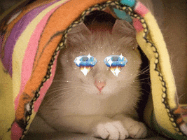 Cat Kitten GIF by Nebraska Humane Society