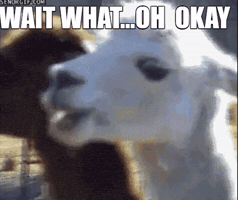 Reaction GIF
