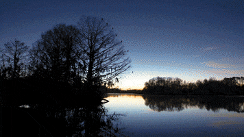 Sunshine Lake GIF by University of Florida