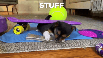 Animated GIF