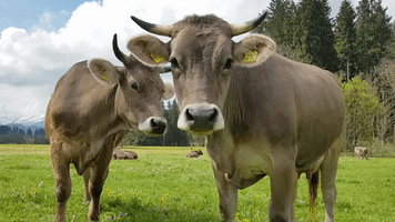 Hungry Cow GIF by Oberstdorf