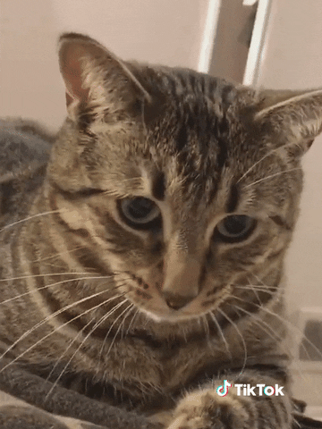 Cat Gif By Tiktok France Find Share On Giphy