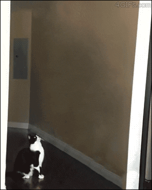 Video gif. A cat sits in a hallway and a small alien UFO flies in, hovering over the cat. The bottom of the UFO opens up and the cat stands on its back legs with its arms up high. The cat gets sucked into the UFO and it flies away. 