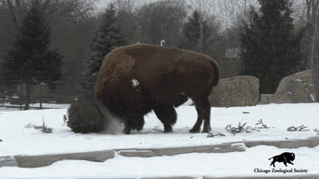 Get Out Of Here Heads Up GIF by Brookfield Zoo