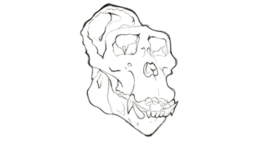 janicechun animal skull morph skulls GIF