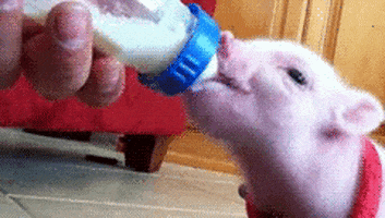 Milk Piglets GIF
