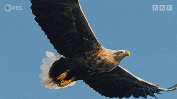Bird Flying GIF by PBS