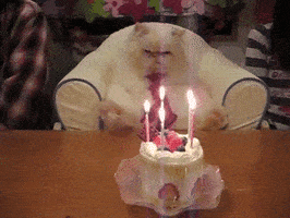 Happy Cat GIFs - Find & Share on GIPHY