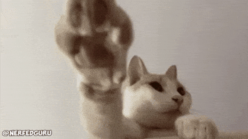 Cat Indy Jones GIF
