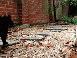 Cat GIF
