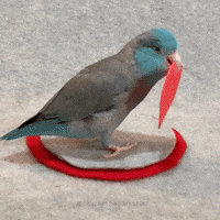 200.gif?cid=f0bdee70028l2micmol6krwbr4etxujmv6ler6ue08kve1xg&rid=200.gif&ct=g
